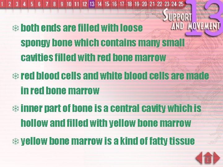 T both ends are filled with loose spongy bone which contains many small cavities