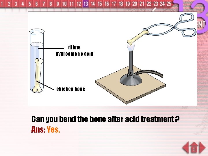 dilute hydrochloric acid chicken bone Can you bend the bone after acid treatment ?