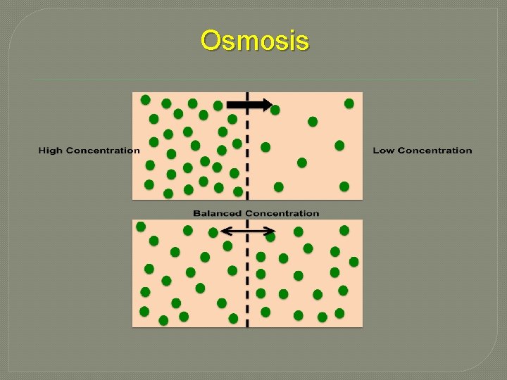 Osmosis 