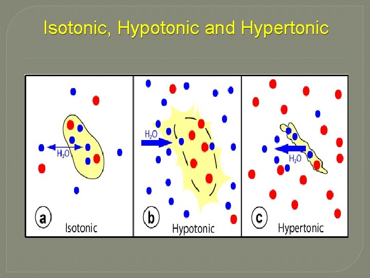 Isotonic, Hypotonic and Hypertonic 