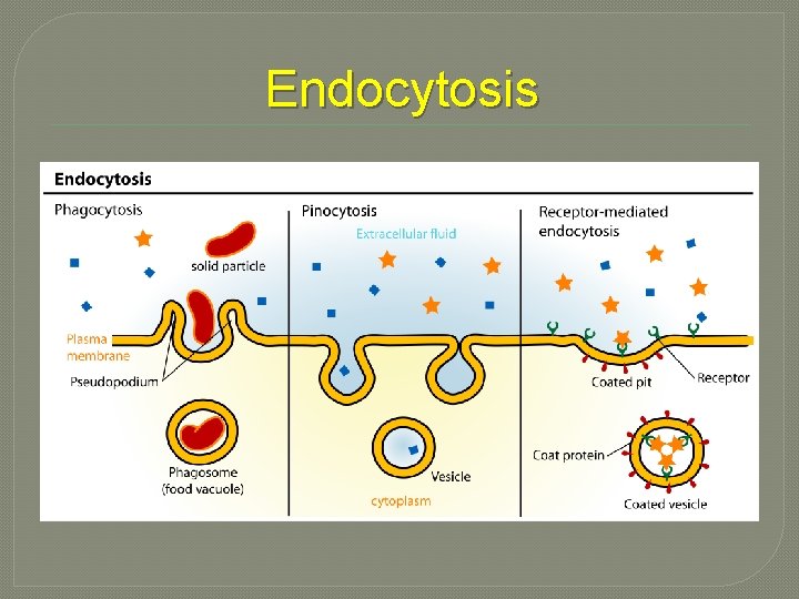 Endocytosis 