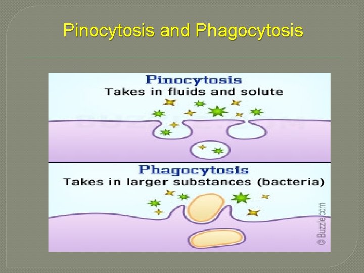 Pinocytosis and Phagocytosis 