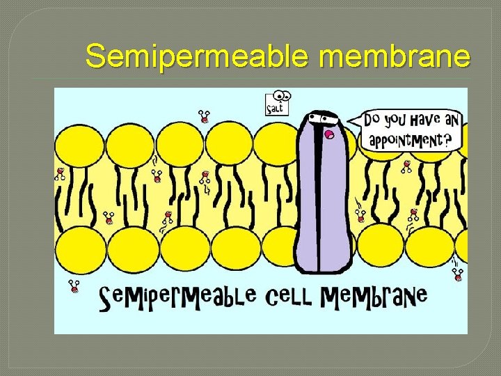 Semipermeable membrane 