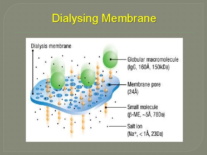 Dialysing Membrane 