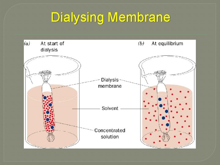 Dialysing Membrane 