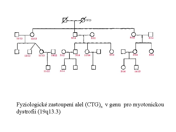 Fyziologické zastoupení alel (CTG)n v genu pro myotonickou dystrofii (19 q 13. 3) 