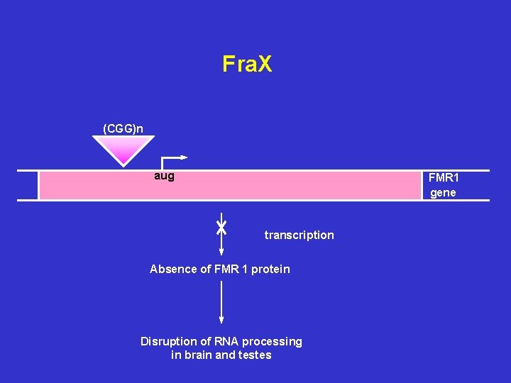 Fra. X (CGG)n aug FMR 1 gene transcription Absence of FMR 1 protein Disruption