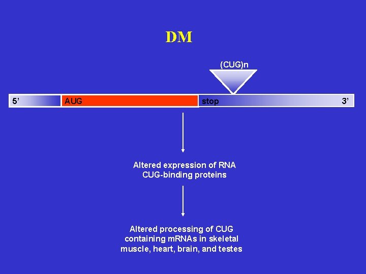 DM (CUG)n 5’ AUG stop Altered expression of RNA CUG-binding proteins Altered processing of