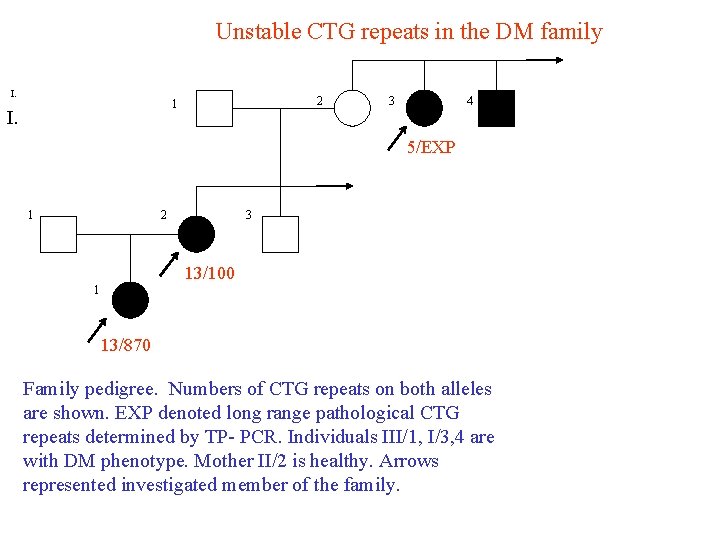 Unstable CTG repeats in the DM family I. 2 1 I. 3 4 5/EXP