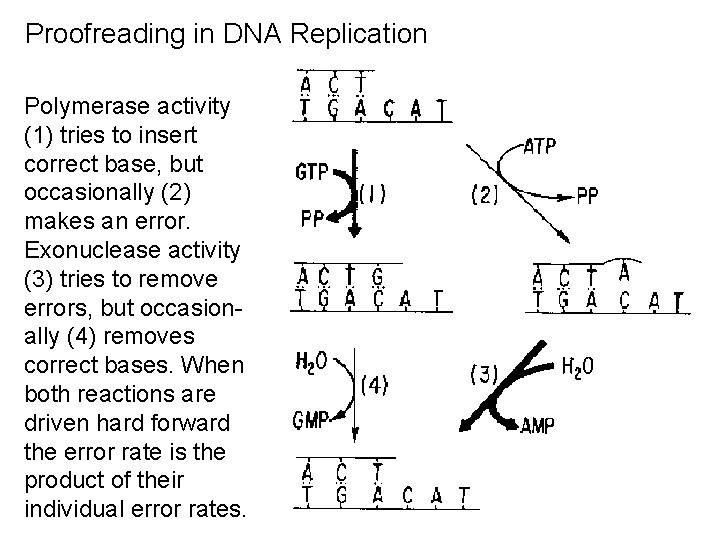 Proofreading in DNA Replication Polymerase activity (1) tries to insert correct base, but occasionally