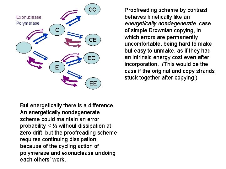 CC Exonuclease Polymerase C CE EC E EE But energetically there is a difference.