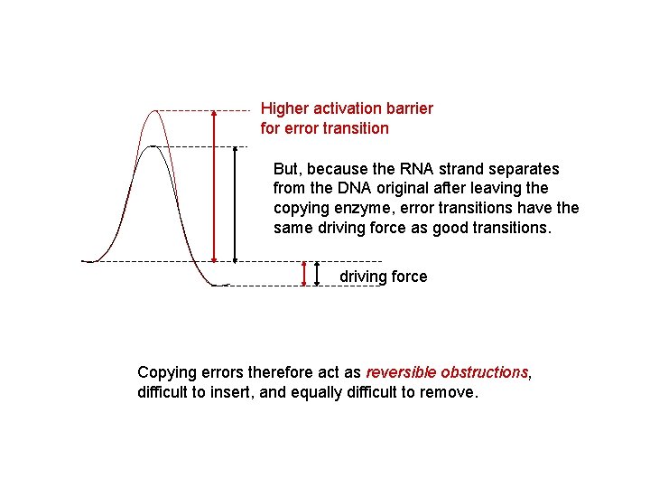 Higher activation barrier for error transition But, because the RNA strand separates from the