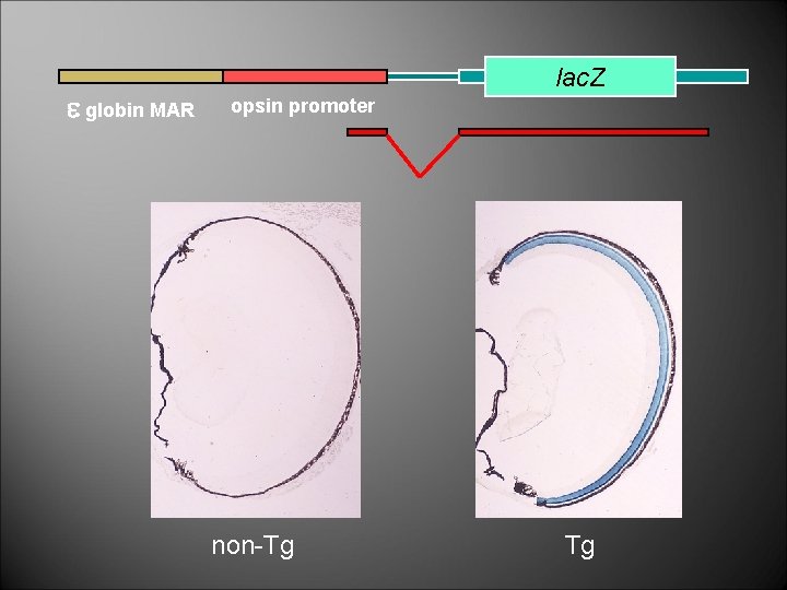 e globin MAR lac. Z opsin promoter non-Tg Tg 