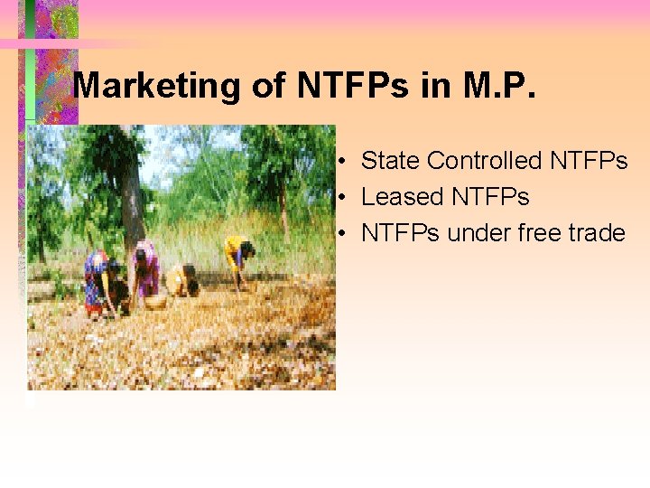 Marketing of NTFPs in M. P. • State Controlled NTFPs • Leased NTFPs •