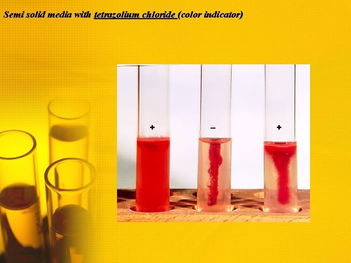 Semi solid media with tetrazolium chloride (color indicator) + – + 