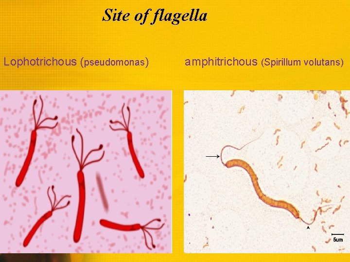 Site of flagella Lophotrichous (pseudomonas) amphitrichous (Spirillum volutans) 