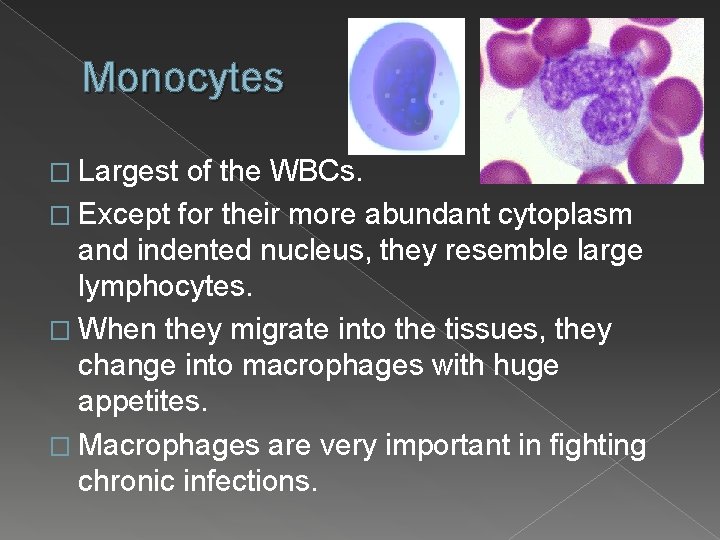 Monocytes � Largest of the WBCs. � Except for their more abundant cytoplasm and