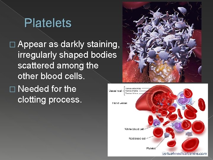 Platelets � Appear as darkly staining, irregularly shaped bodies scattered among the other blood