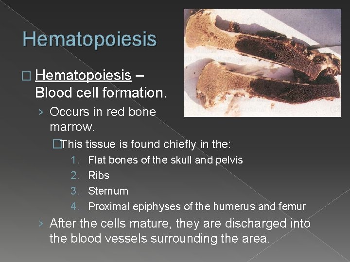 Hematopoiesis � Hematopoiesis – Blood cell formation. › Occurs in red bone marrow. �This