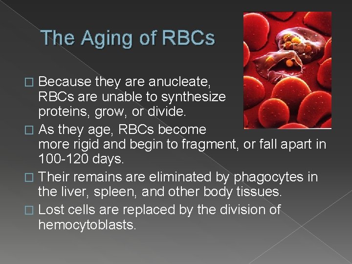 The Aging of RBCs Because they are anucleate, RBCs are unable to synthesize proteins,