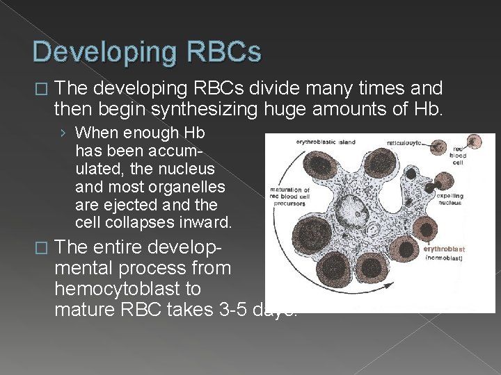 Developing RBCs � The developing RBCs divide many times and then begin synthesizing huge
