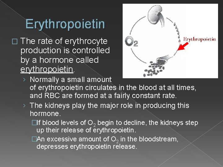 Erythropoietin � The rate of erythrocyte production is controlled by a hormone called erythropoietin.
