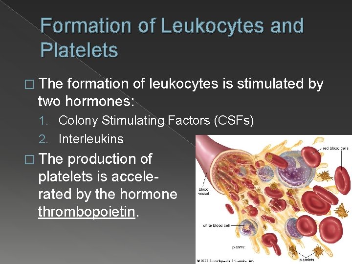 Formation of Leukocytes and Platelets � The formation of leukocytes is stimulated by two