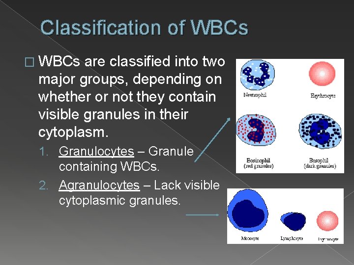 Classification of WBCs � WBCs are classified into two major groups, depending on whether