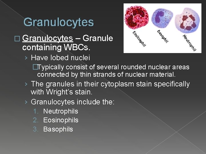 Granulocytes � Granulocytes – Granule containing WBCs. › Have lobed nuclei �Typically consist of