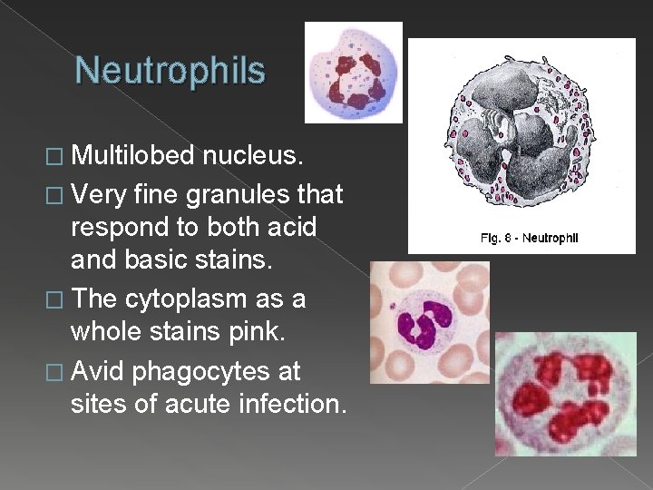 Neutrophils � Multilobed nucleus. � Very fine granules that respond to both acid and