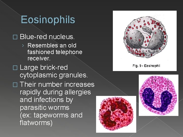 Eosinophils � Blue-red nucleus. › Resembles an old fashioned telephone receiver. Large brick-red cytoplasmic