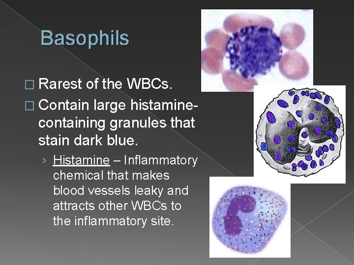 Basophils � Rarest of the WBCs. � Contain large histaminecontaining granules that stain dark