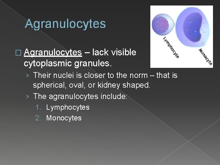 Agranulocytes � Agranulocytes – lack visible cytoplasmic granules. › Their nuclei is closer to