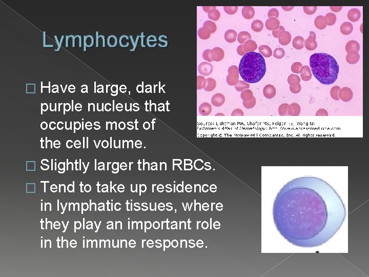 Lymphocytes � Have a large, dark purple nucleus that occupies most of the cell