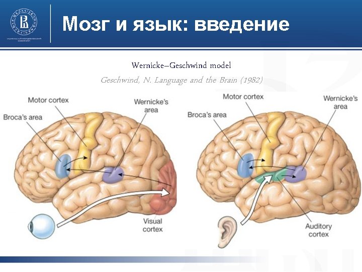 Мозг и язык: введение Wernicke–Geschwind model Geschwind, N. Language and the Brain (1982) Мозг и язык: введение Wernicke–Geschwind model Geschwind, N. Language and the Brain (1982)