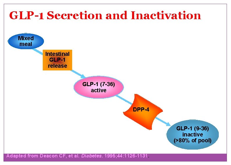 GLP-1 Secretion and Inactivation Mixed meal Intestinal GLP-1 release T 1/2 = 1 to