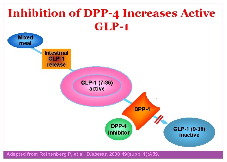 Inhibition of DPP-4 Increases Active GLP-1 Mixed meal Intestinal GLP-1 release GLP-1 (7 -36)