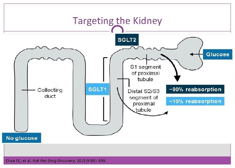 Targeting the Kidney Chao EC, et al. Nat Rev Drug Discovery. 2010; 9: 551