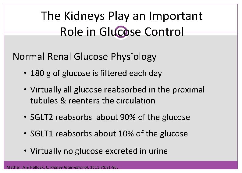 The Kidneys Play an Important Role in Glucose Control Normal Renal Glucose Physiology •