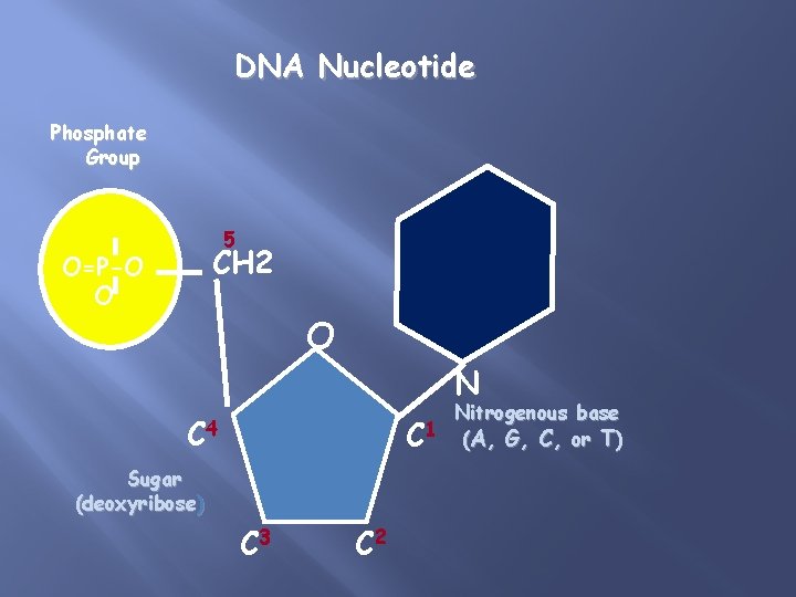 DNA Nucleotide Phosphate Group 5 CH 2 O=P-O O O N Nitrogenous base C
