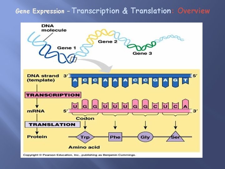 Gene Expression – Transcription & Translation: Overview 