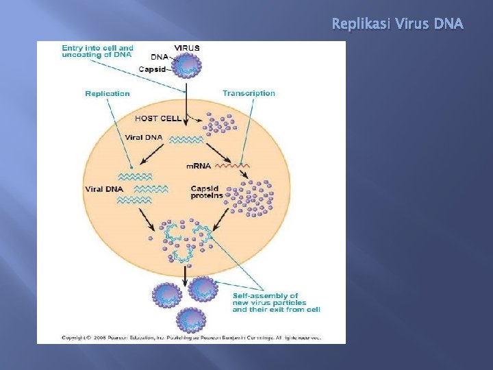 Replikasi Virus DNA 