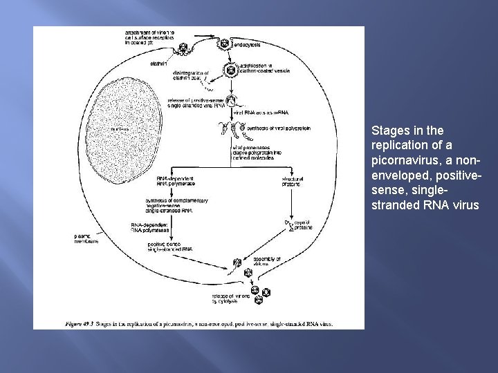 Stages in the replication of a picornavirus, a nonenveloped, positivesense, singlestranded RNA virus 