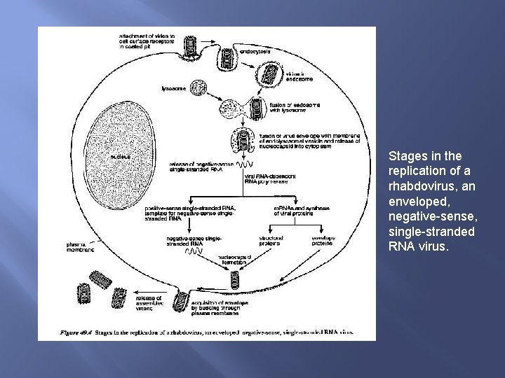 Stages in the replication of a rhabdovirus, an enveloped, negative-sense, single-stranded RNA virus. 