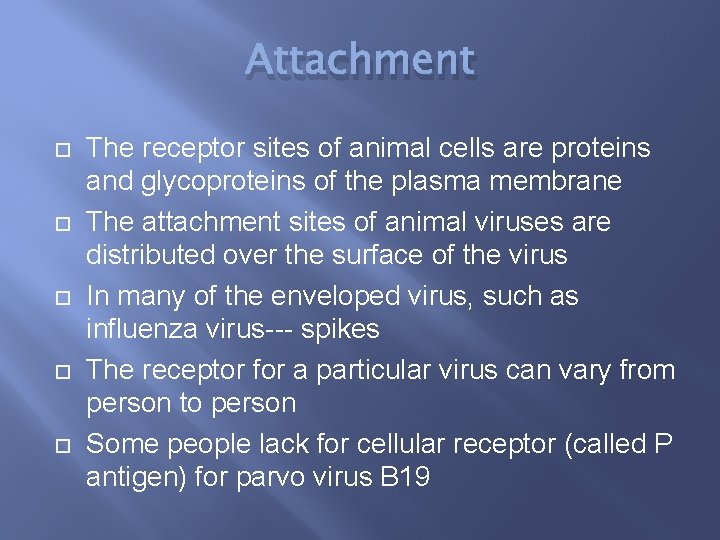 Attachment The receptor sites of animal cells are proteins and glycoproteins of the plasma