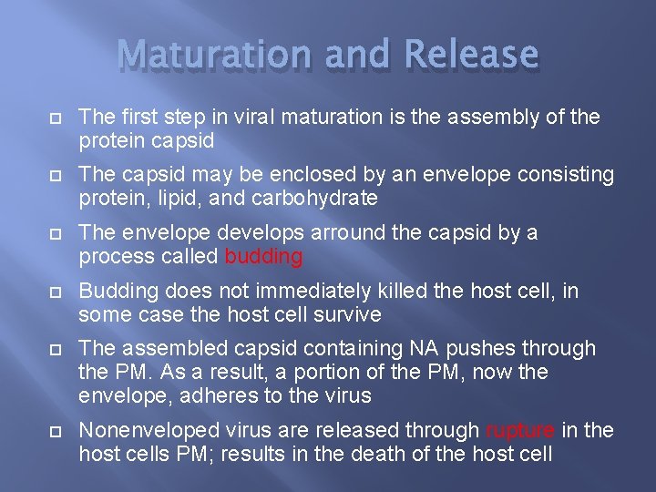 Maturation and Release The first step in viral maturation is the assembly of the