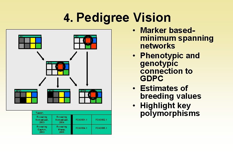 4. Pedigree Vision B 7 • Marker basedminimum spanning networks • Phenotypic and genotypic
