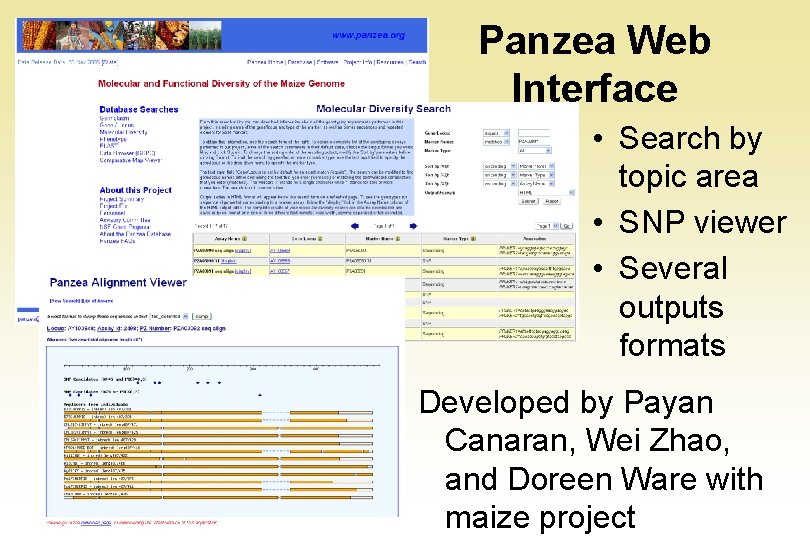 Panzea Web Interface • Search by topic area • SNP viewer • Several outputs