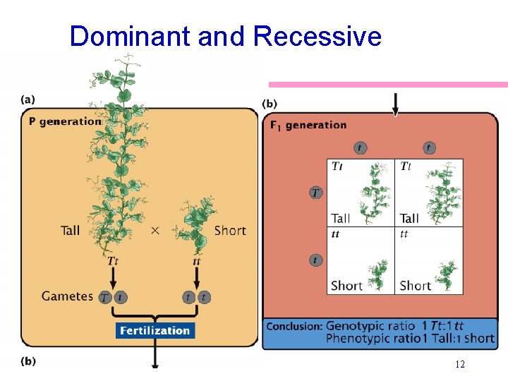 Dominant and Recessive 12 