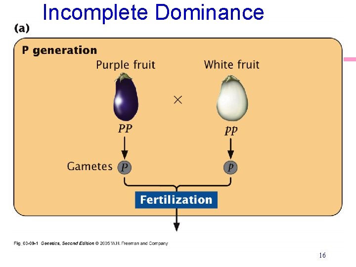 Incomplete Dominance 16 